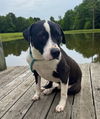 adoptable Dog in  named Huey
