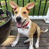 adoptable Dog in  named Tracy