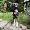 adoptable Dog in  named Victoria Vee