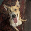 adoptable Dog in  named Jud Liberty