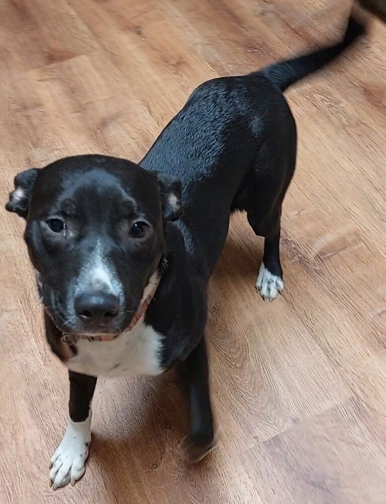 adoptable Dog in Boston, MA named Sarah Sunshine