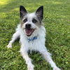 adoptable Dog in Boston, MA named Bentley