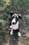 adoptable Dog in  named Byakuya Bleach