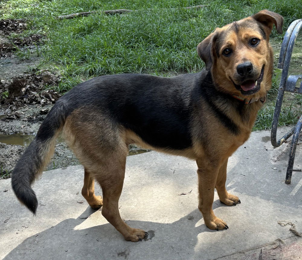 adoptable Dog in Boston, MA named Hardy