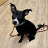 adoptable Dog in  named Laken