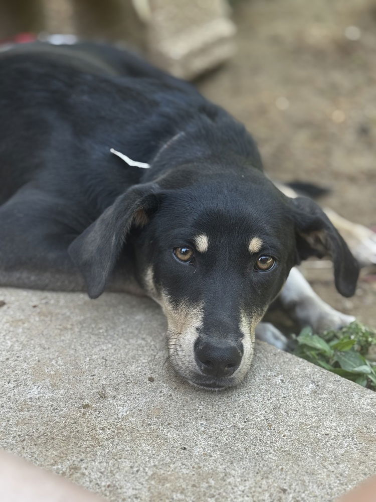 adoptable Dog in Boston, MA named Stevie