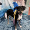 adoptable Dog in Boston, MA named Stevie