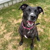 adoptable Dog in  named Viktoria