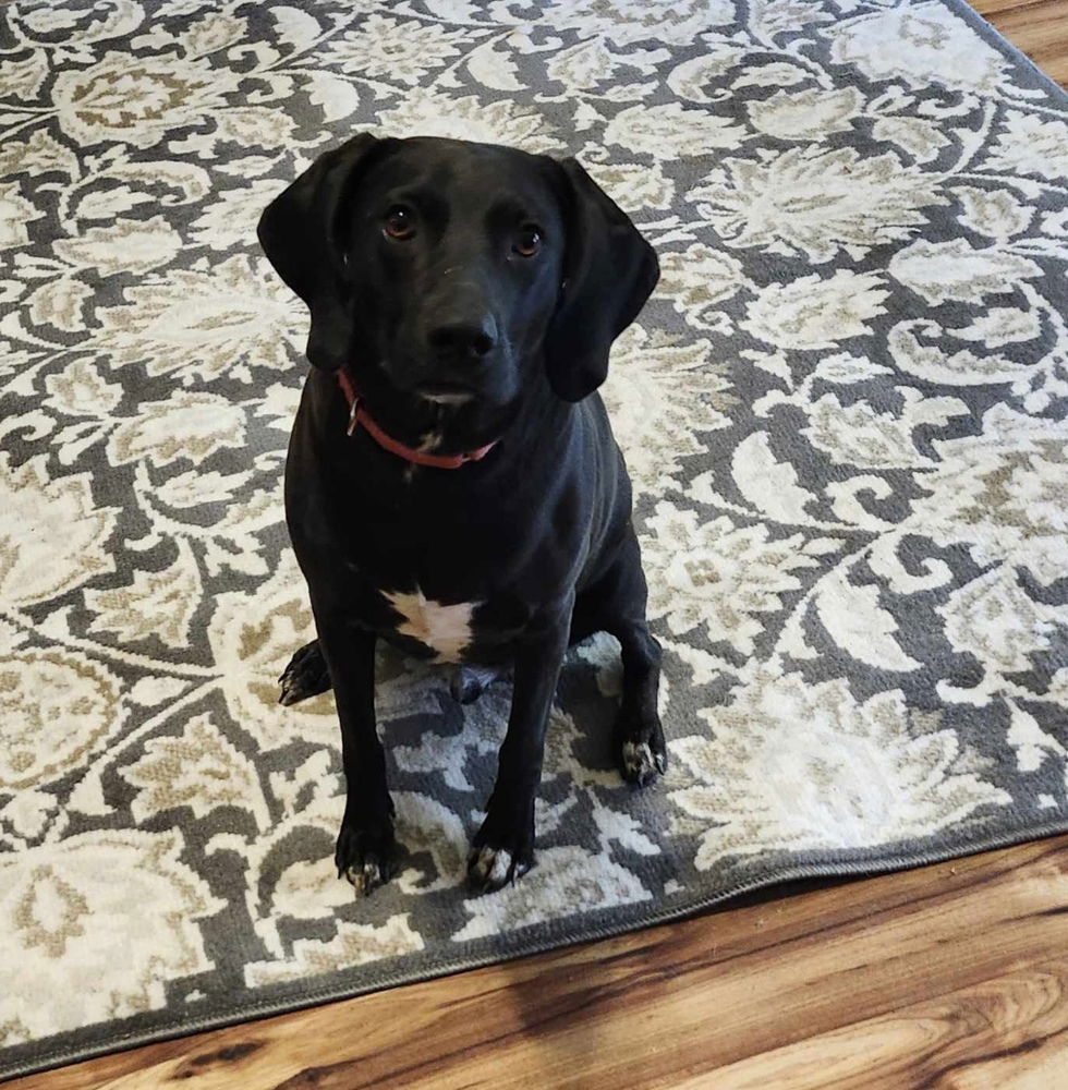 adoptable Dog in Boston, MA named Zack