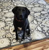 adoptable Dog in  named Zack