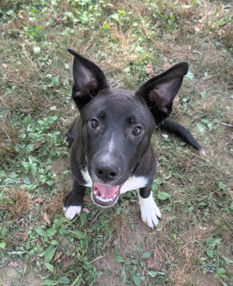 adoptable Dog in Boston, MA named Aizen Bleach