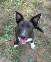 adoptable Dog in  named Aizen Bleach