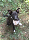 adoptable Dog in Boston, MA named Aizen Bleach