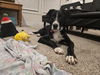 adoptable Dog in  named Albus Allen
