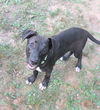 adoptable Dog in  named Kisuke Bleach