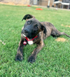 adoptable Dog in  named Rukia Bleach