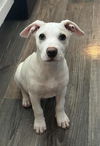 adoptable Dog in  named Ramen Okada