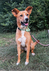 adoptable Dog in Boston, MA named Sanford