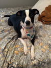 adoptable Dog in  named Gertie