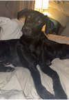adoptable Dog in  named Sam