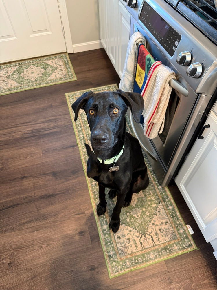 adoptable Dog in Boston, MA named Sam