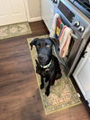 adoptable Dog in  named Sam