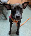 adoptable Dog in  named Purdy Pratt