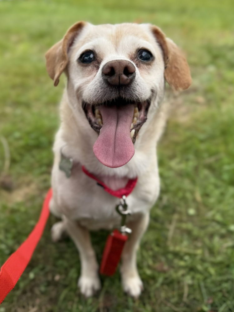 adoptable Dog in Boston, MA named Daisy Dixie