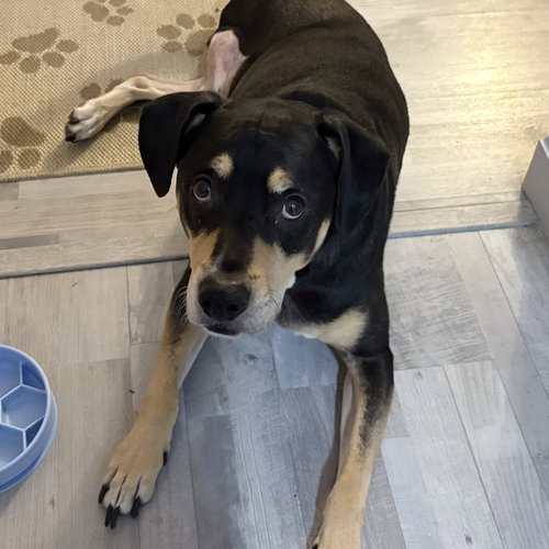 picture of the dog needing adoption