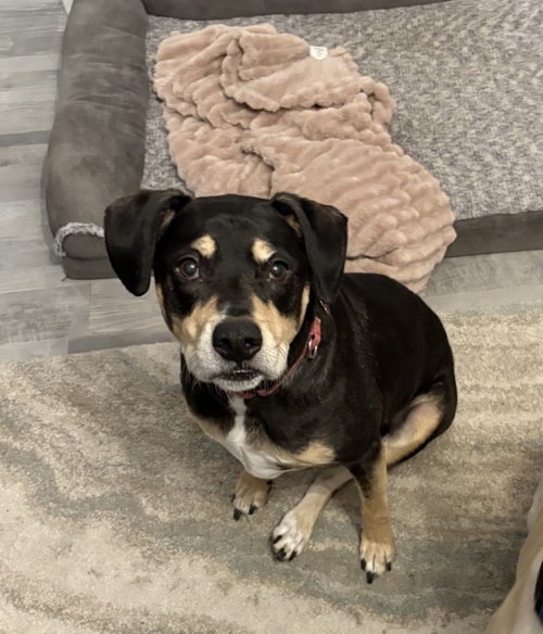 HARLEY MEMPHIS - Labrador Retriever / Pit Bull Terrier for adoption in Cambridge