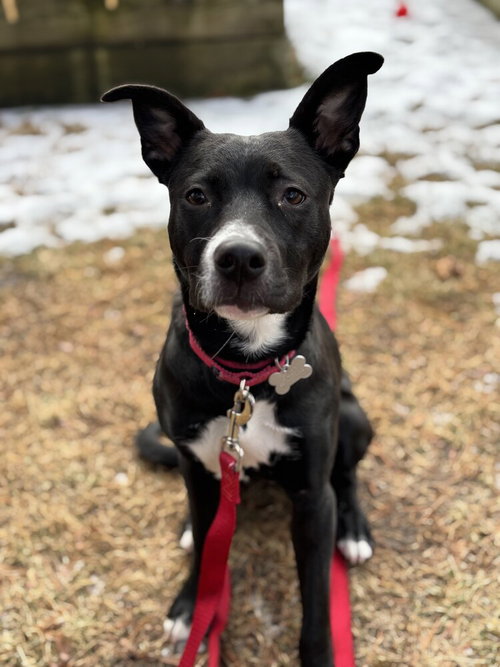 picture of the dog needing adoption