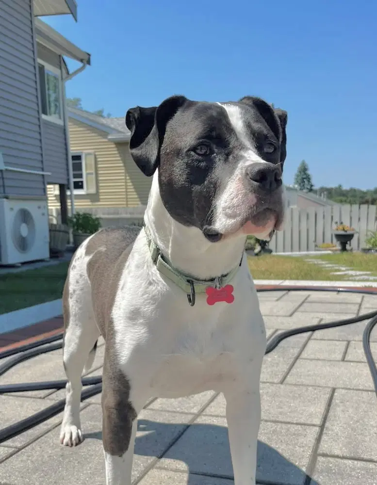 Daisy June - Pit Bull Terrier