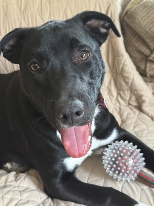 picture of the dog needing adoption
