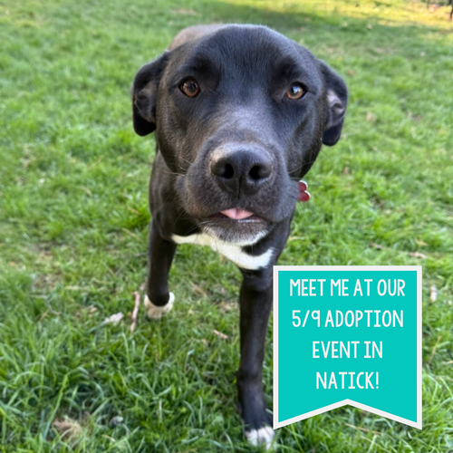 Dane Ryan, an adoptable Terrier in Boston, MA