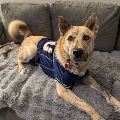 picture of the dog needing adoption