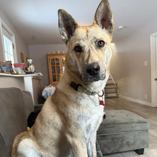 picture of the dog needing adoption