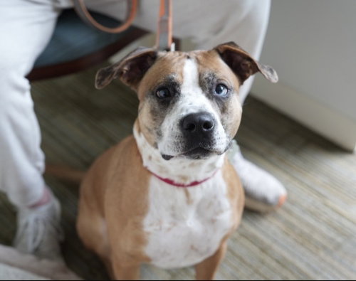 Hotch, an adoptable Boxer in Boston, MA