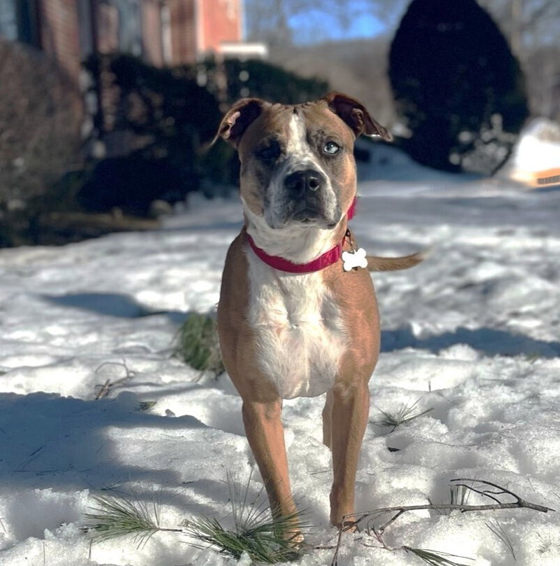 Hotch, a adult male Boxer Mix