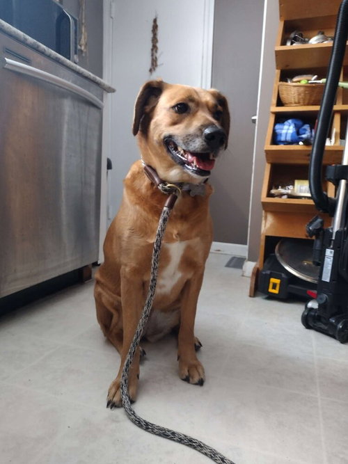 picture of the dog needing adoption