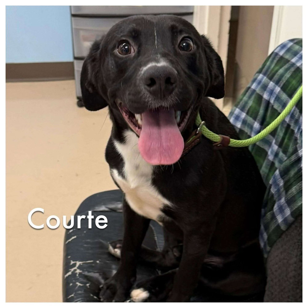 Courte Image