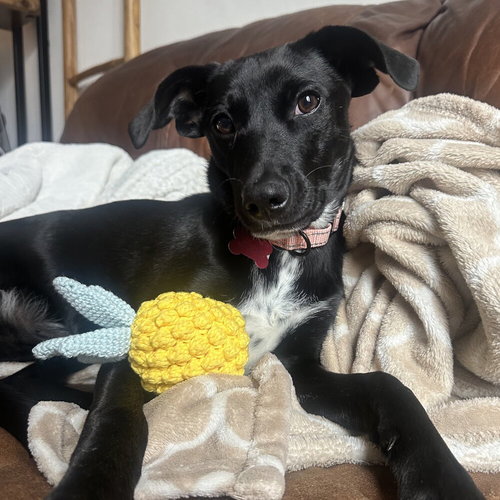 picture of the dog needing adoption
