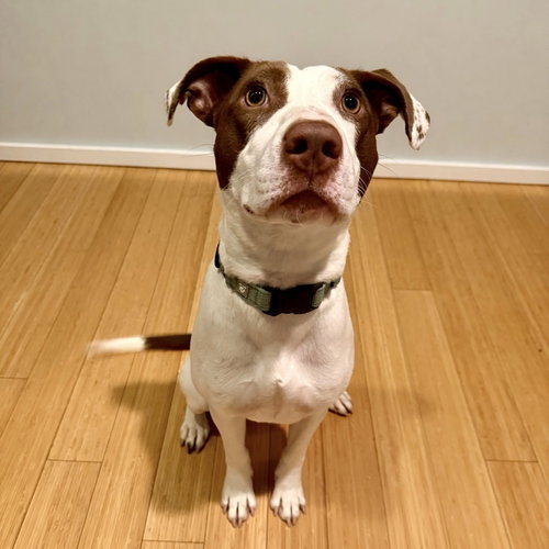 picture of the dog needing adoption