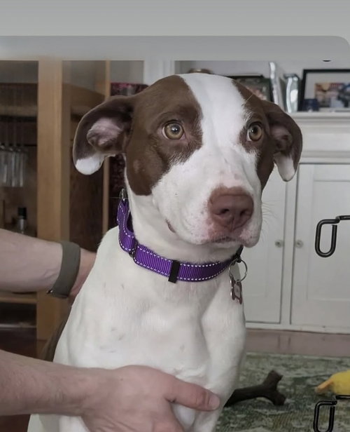 Klara, an adoptable Pit Bull Terrier in Boston, MA