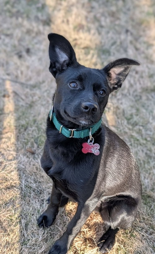 Starling Songbird, an adoptable Mountain Cur in Boston, MA