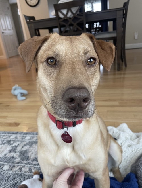 picture of the dog needing adoption