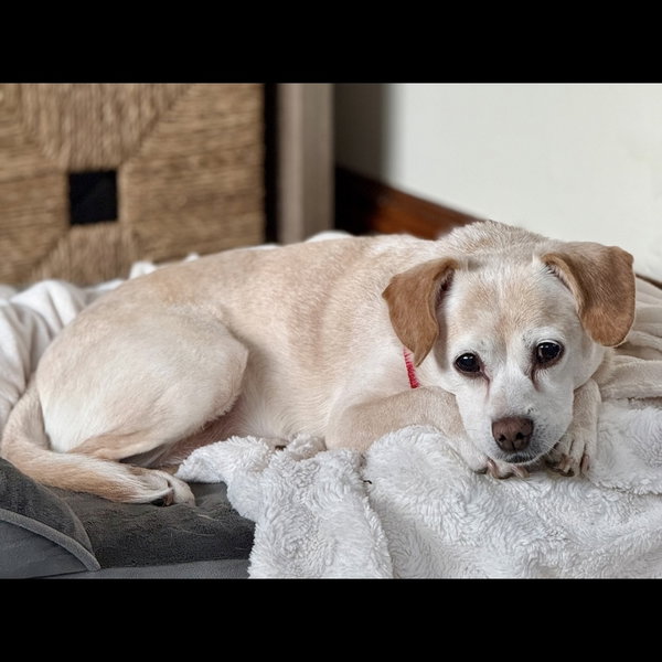 Daisy Dixie
