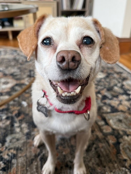 Daisy Dixie, an adoptable Chihuahua in Boston, MA