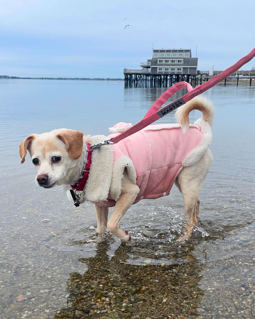 Daisy Dixie photo 2