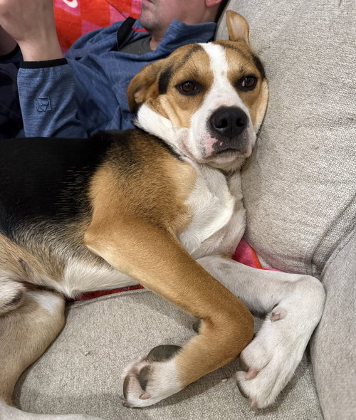 picture of the dog needing adoption