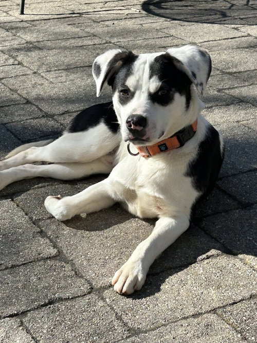 Hudson, an adoptable Feist in Boston, MA